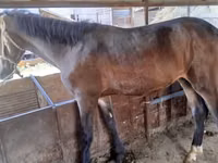 Caballo, Caballos — foto 2
