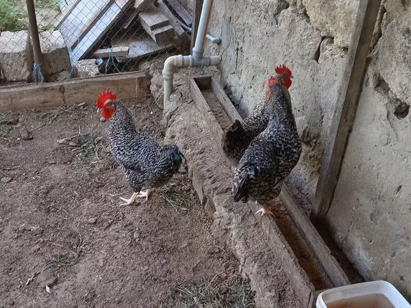 स्लोवेनियन बैर्ड हेन