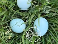 Quails — Foto 2