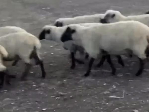 Dume la kondoo, Hampshire sheep