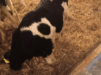 ثور, Russian Black pied cattle — الصورة 5