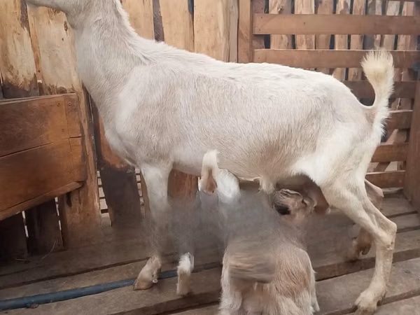 Mbuzi jike, Mbuzi