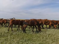 Farasi (kikundi, jinsia haijatajwa), Horse breed — picha 2