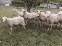 Widder, Assaf sheep — Foto 2