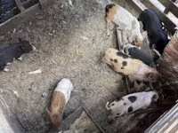 Sow, Pigs — photo 8