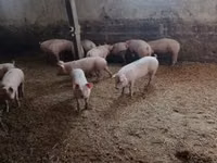 Pigs (batch, sex not specified) — photo 6