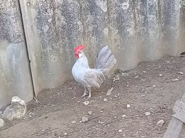 Bantam wa Uholanzi