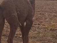 إبل (دفعة، الجنس غير محدد), Kazakh Bactrian camel — الصورة 2