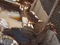 Ducks — picha 1