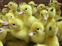 Ducks — फ़ोटो 6