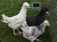 Chickens — 照片 6