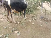 بقرة, Simmental cattle — الصورة 3