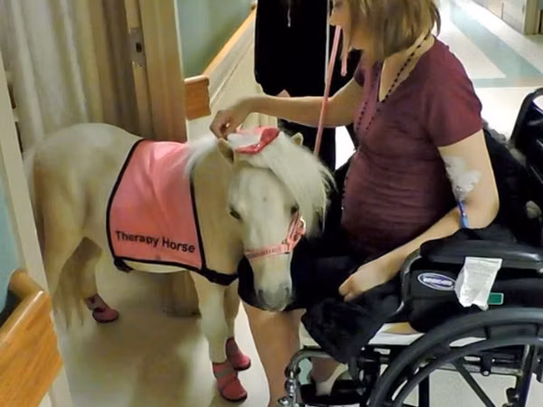 فرس, Miniature horse
