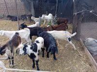 تيس, Pomellata goat — الصورة 1