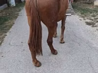 Yegua, Caballos — foto 1