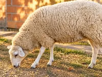 Kondoo jike, British  Milksheep — picha 3
