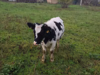Kuh, Russian Black pied cattle — Foto 3