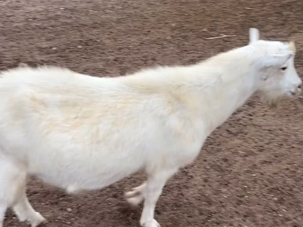 Mbuzi dume, Saanen goat
