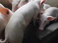 Pigs (batch, sex not specified) — photo 1