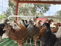 Chickens — picha 3