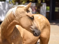 Stute, Quarter Horse — Foto 3