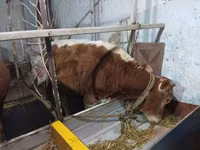 公牛, Cattle — 照片 5