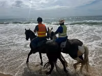घोड़ी, Pinto horses — फ़ोटो 2