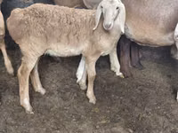 Dume la kondoo, Arashan sheep — picha 6