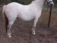 Yegua, Caballos — foto 1