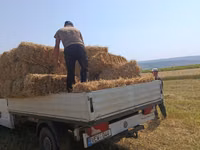 Baloți de lucernă — الصورة 5