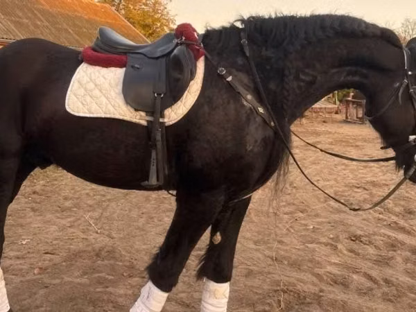 Hengst, Friesian