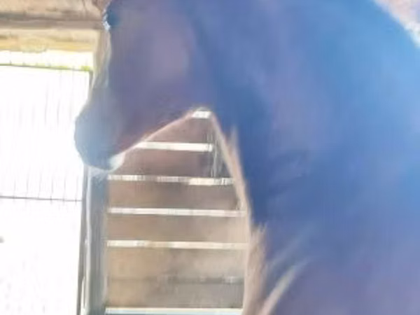 Caballo, Nonius horse