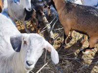 Ziege, Alpine goat — Foto 8
