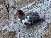 Geese — picha 8