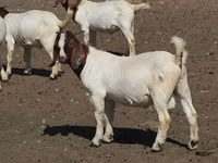 Mbuzi (kikundi, jinsia haijatajwa), Boer goat — picha 5