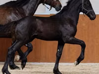 Caballo, Appaloosa — foto 1