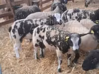 Dume la kondoo, Zwartbles sheep — picha 2