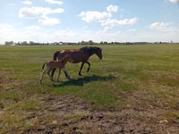 Farasi jike, Kinsky horse — picha 6