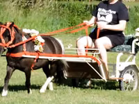 Hengst, Miniature horse — Foto 8