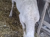 Widder, Assaf sheep — Foto 2