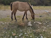 فرس, Azerbaijan horse — الصورة 1