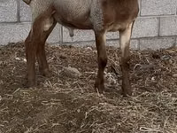 मेढ़ा, Rhon sheep — फ़ोटो 3