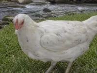 Chickens — 照片 5