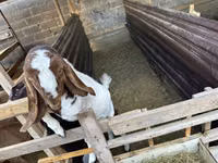 बकरा, Beetal goats — फ़ोटो 1