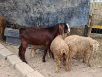 公山羊, Damask goat — 照片 2