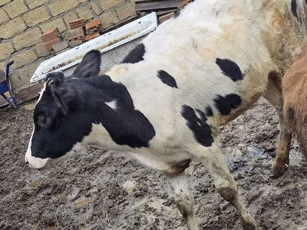 Kuh, Ukrainian Red Pied Dairy cattle