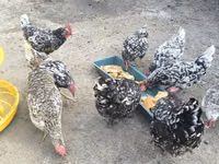 Chickens — photo 2