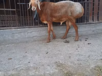 मेढ़ा, Saryarka sheep — फ़ोटो 1