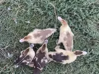 Ducks — picha 1