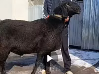 Dume la kondoo, Arashan sheep — picha 1